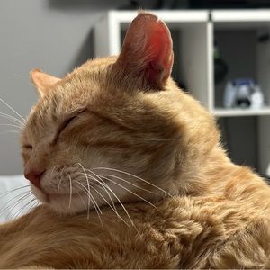 Meet your Posher, Tina